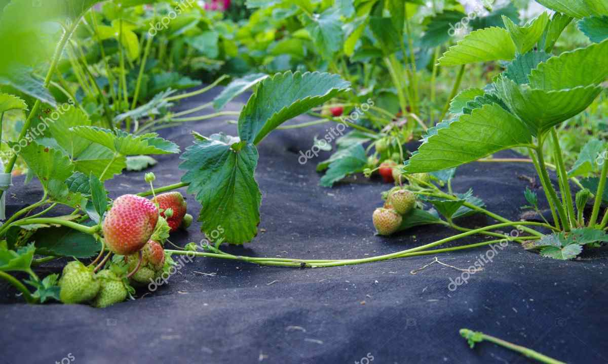 How to plant strawberry under black ukryvny material