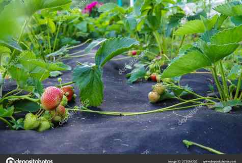 How to plant strawberry under black ukryvny material