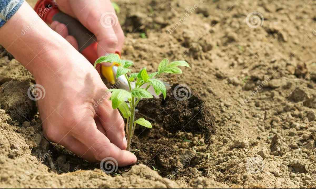 At what distance to plant tomatoes to the open ground