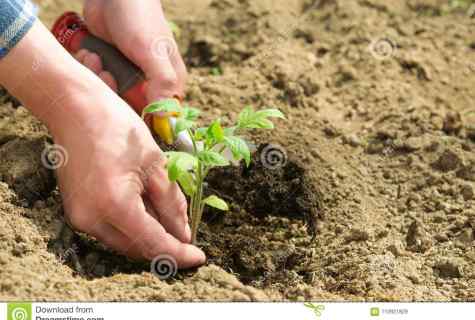 At what distance to plant tomatoes to the open ground