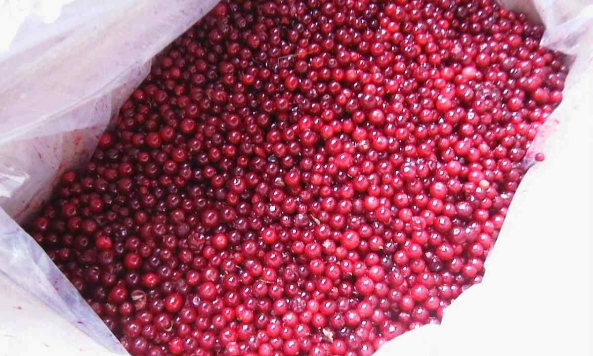 All about cowberry: useful properties how to grow up