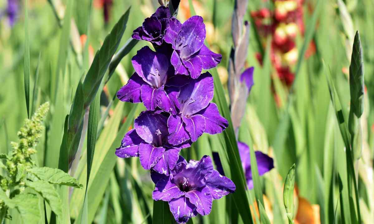 How to grow up gladioluses