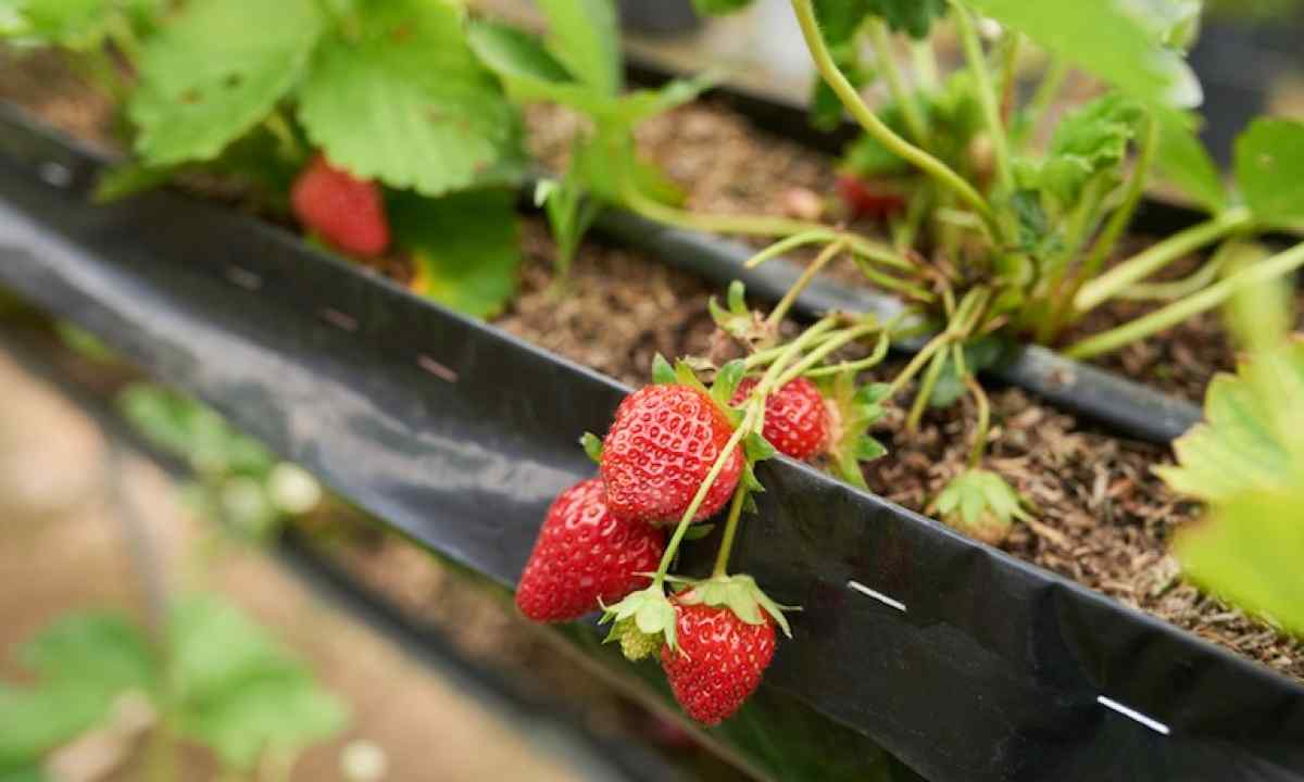 How to grow up strawberry in the winter