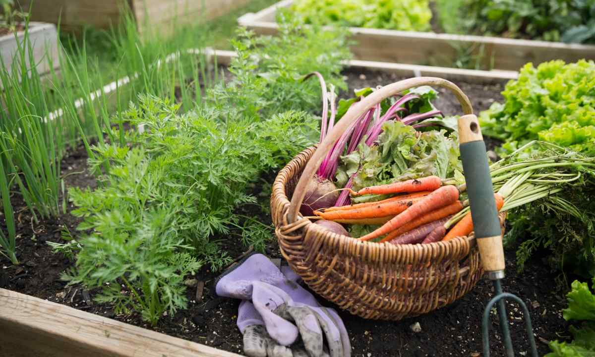 How to make kitchen garden for future crops
