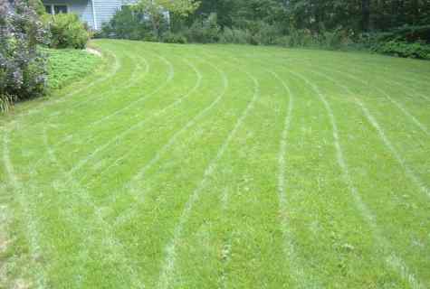 How to cut lawn in the summer