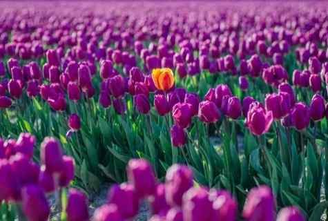 Landing of tulips in the spring: what needs to be considered