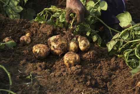How to plant potatoes under straw