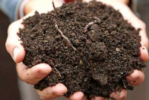 How to keep the soil