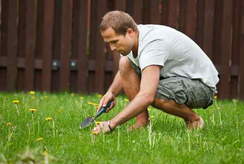 How to get rid of weeds on lawn
