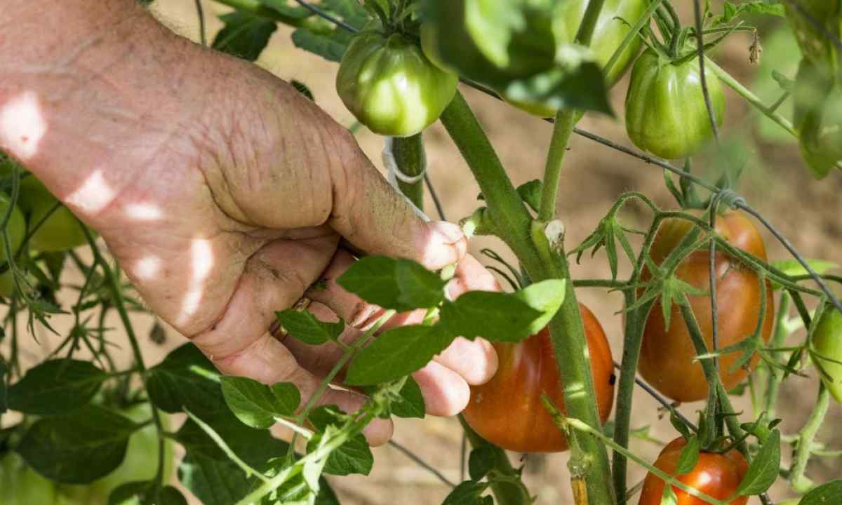 How to pasynkovat tomatoes in the open ground