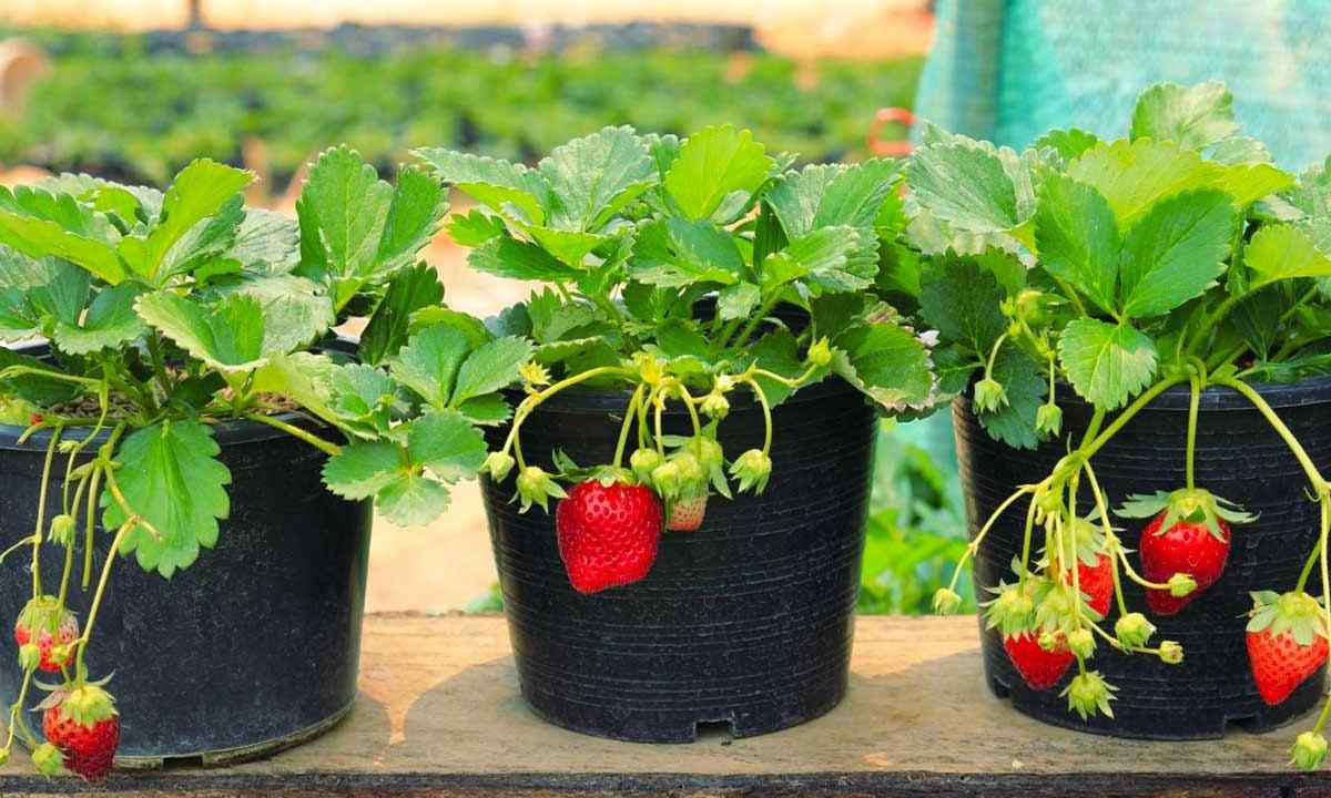 How to grow up strawberry in basket