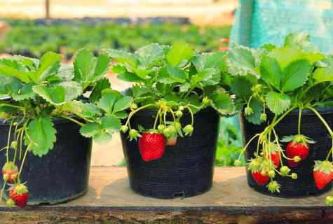 How to grow up strawberry in basket