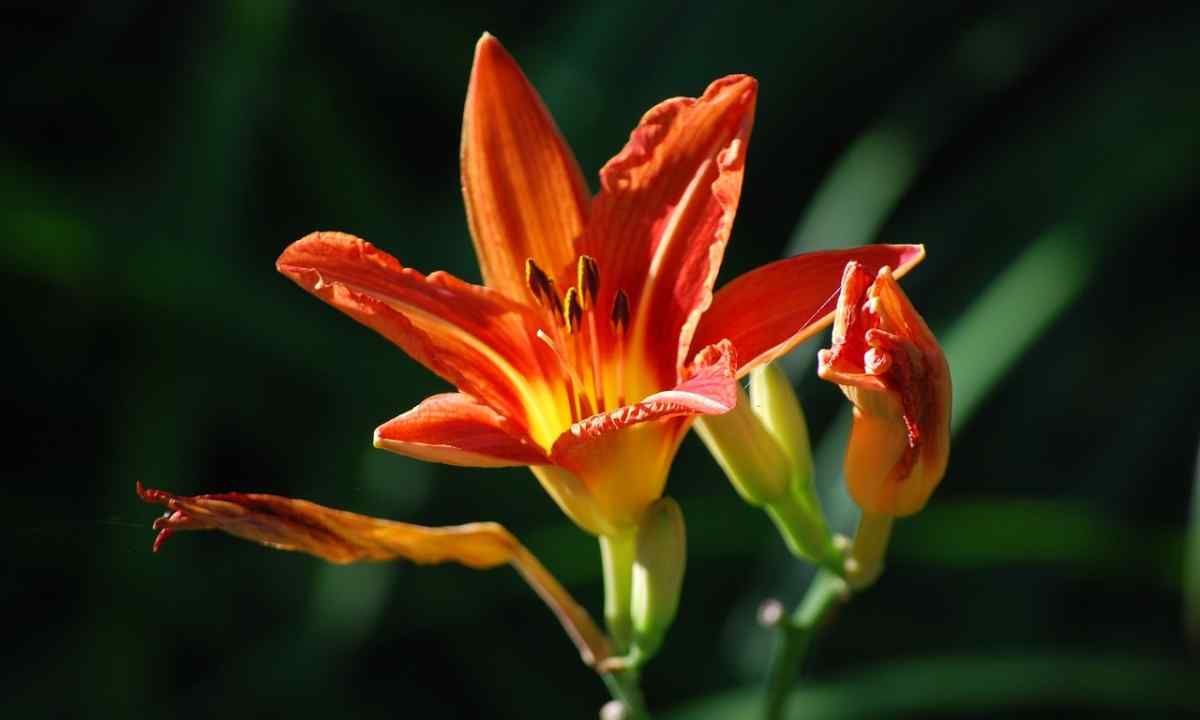 We grow up lilies on the site