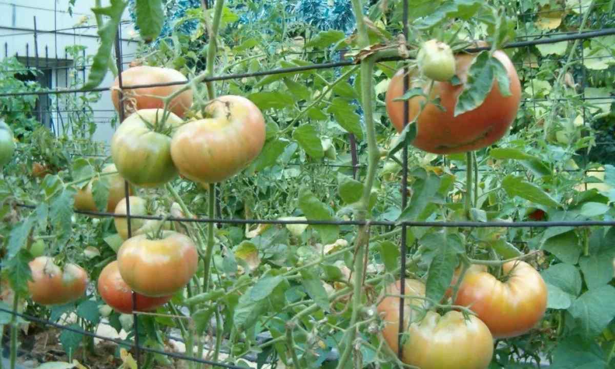 How to tie up tomatoes in greenhouses