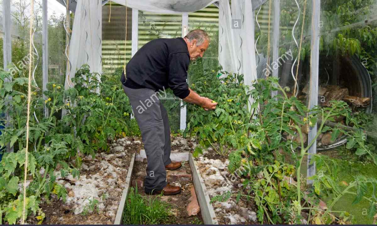 How to look after tomatoes in the greenhouse