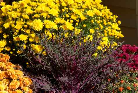 What flowers to plant in the fall