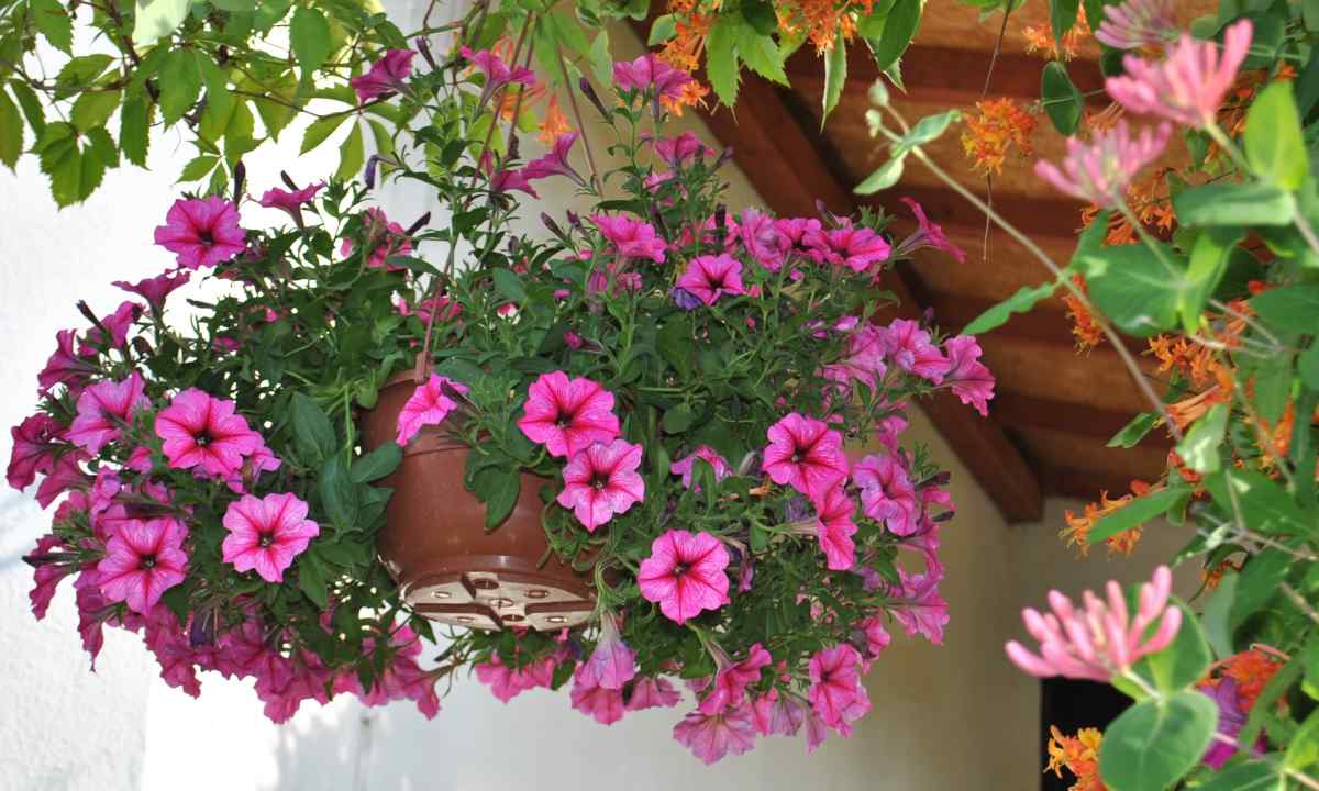 Why the petunia does not blossom on balcony in the summer