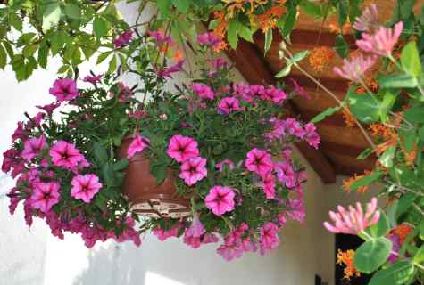 Why the petunia does not blossom on balcony in the summer