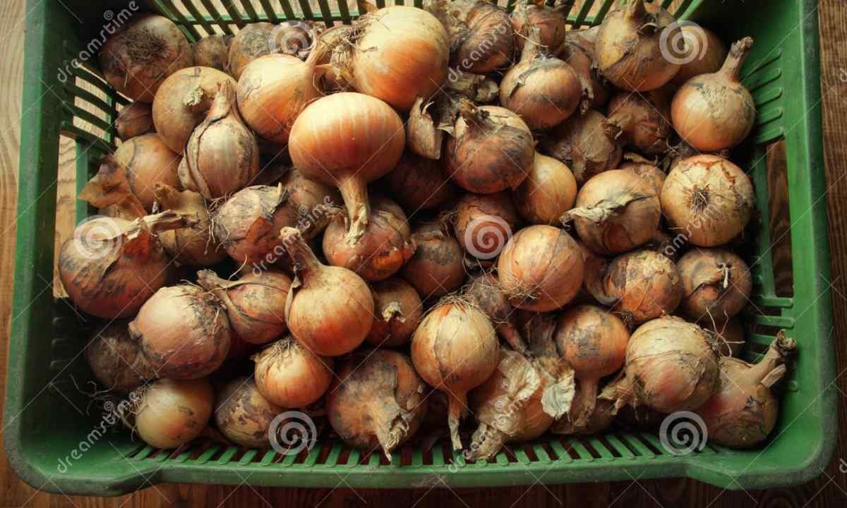 Where and how to store onions in house conditions