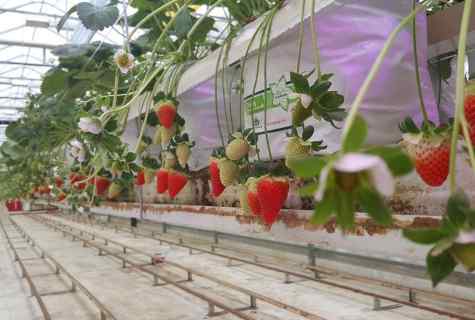 How to grow up the curling strawberry in the greenhouse without chemistry