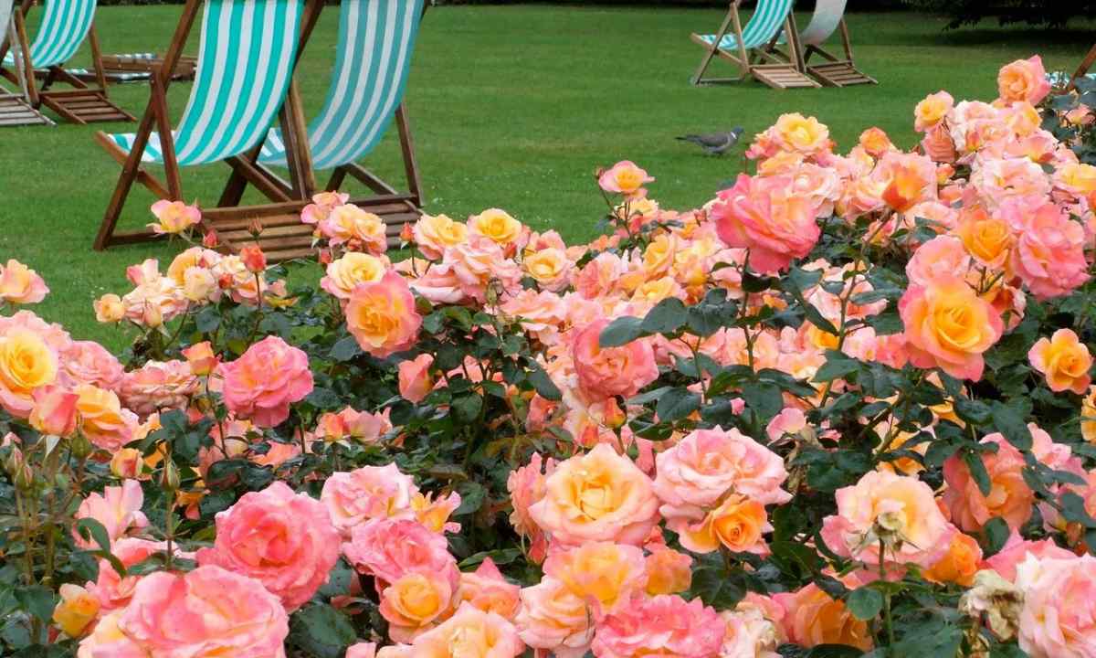How to grow up park roses