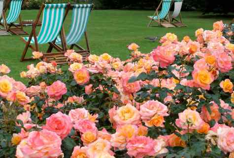 How to grow up park roses