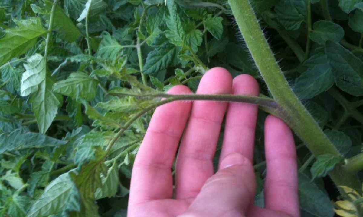 As it is correct to tie up tomatoes