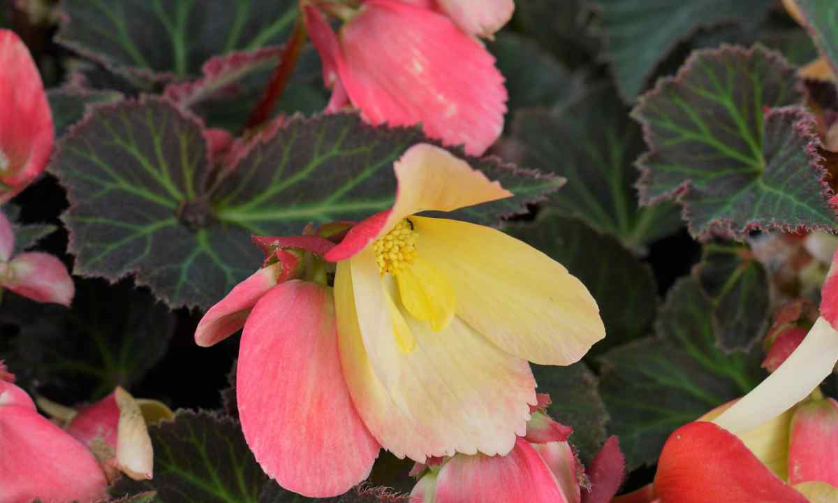 All about begonia how to put