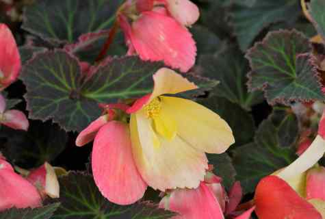 All about begonia how to put