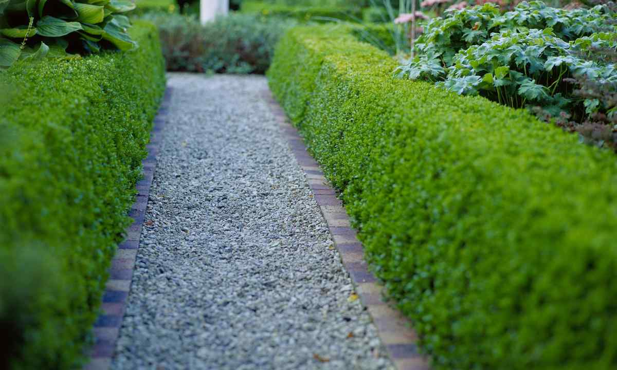 How to make green hedge of puzyreplodnik