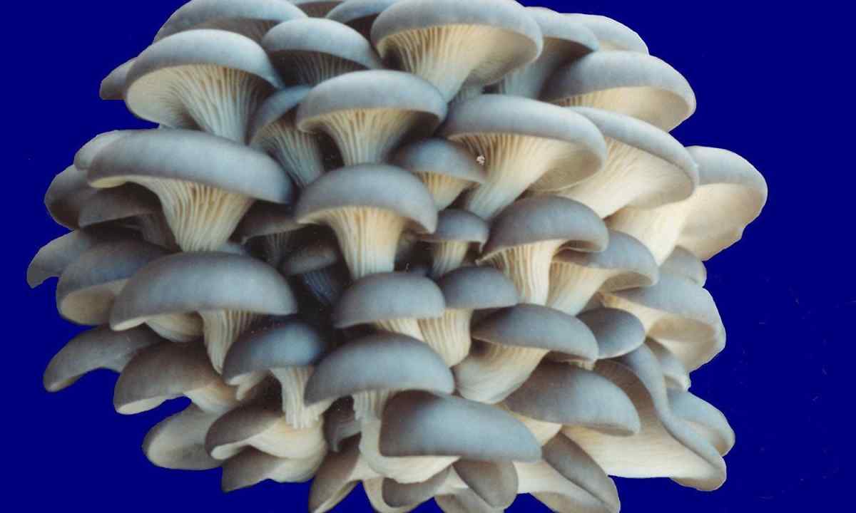 How to grow up oyster mushroom mushrooms in the conditions
