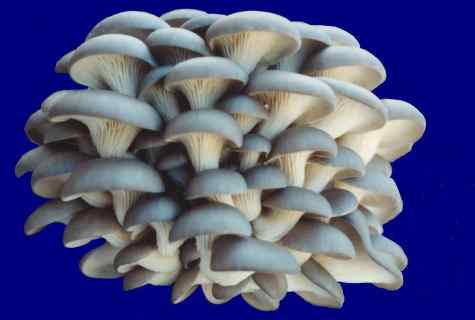How to grow up oyster mushroom mushrooms in the conditions