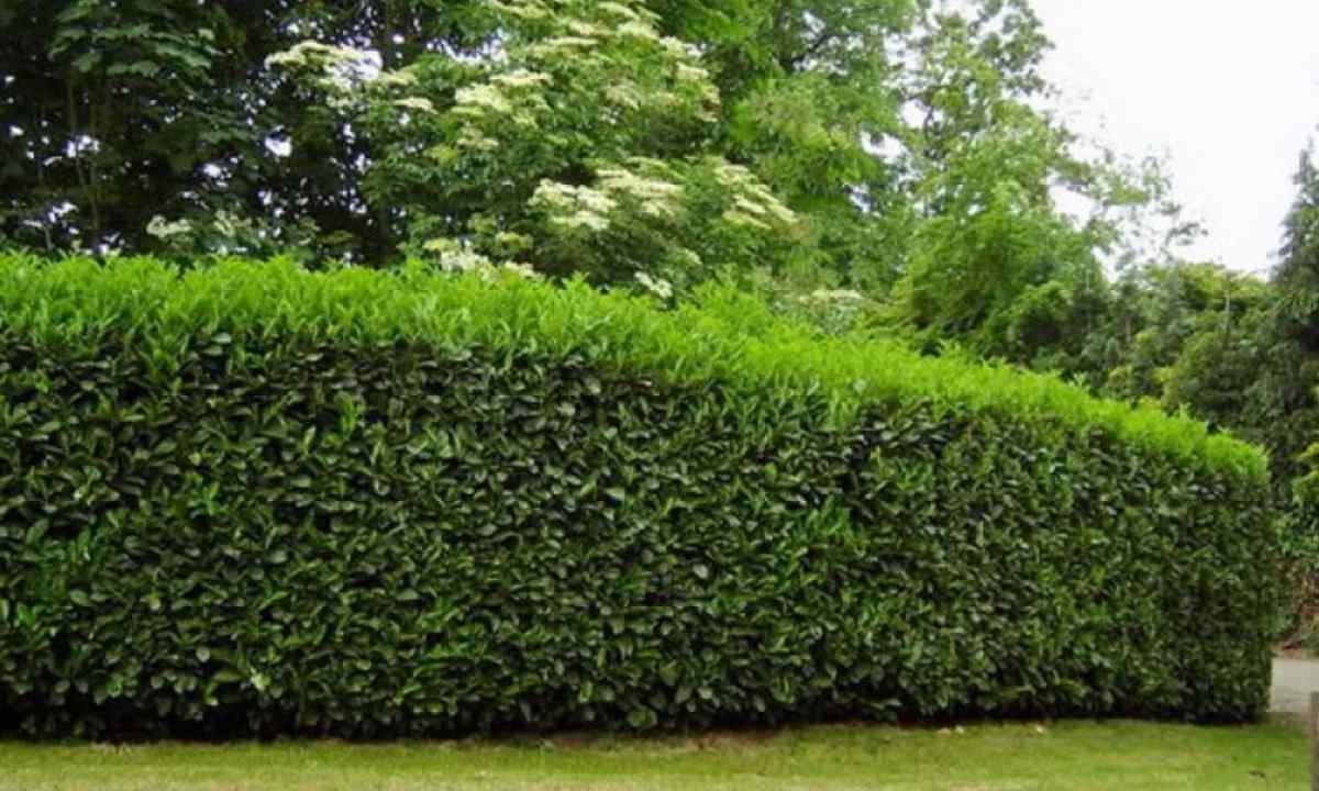 How to put green hedge
