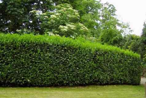 How to put green hedge