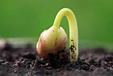 What seeds are suitable for seedling