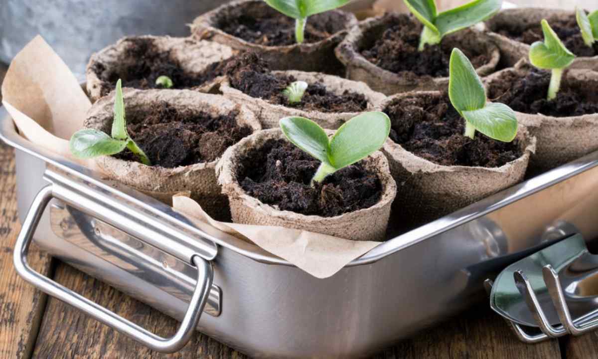 How to plant seedling