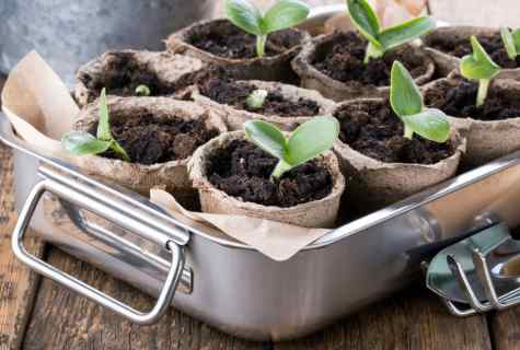 How to plant seedling