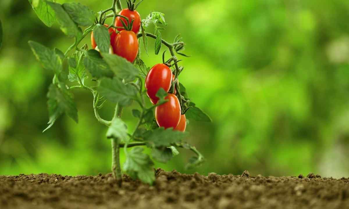 How to grow up tomato ""bull heart"" on the kitchen garden