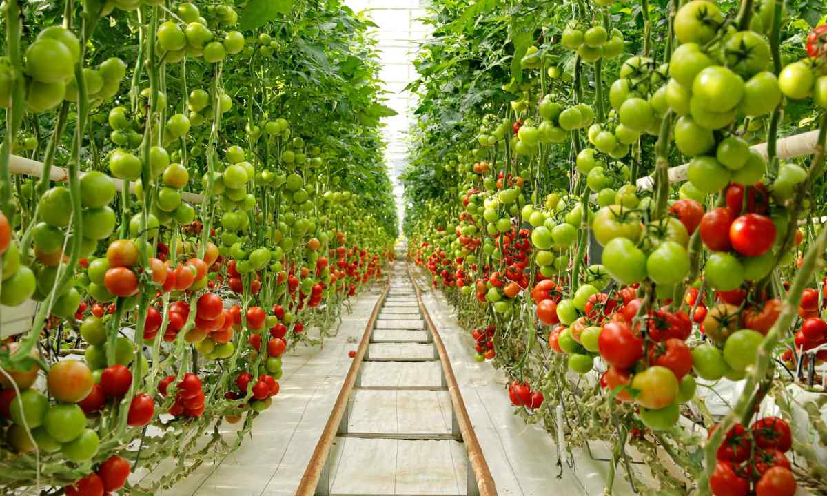 How to grow up tomatoes in the greenhouse