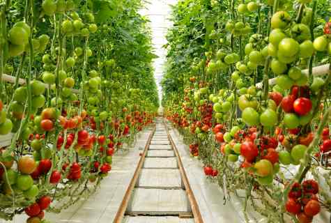 How to grow up tomatoes in the greenhouse