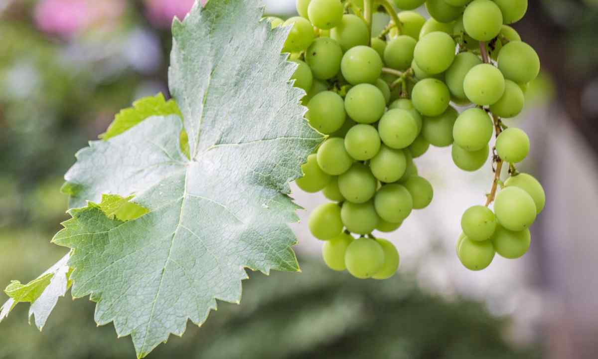 Care for grapes during the spring period
