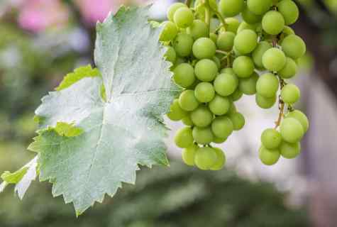 Care for grapes during the spring period
