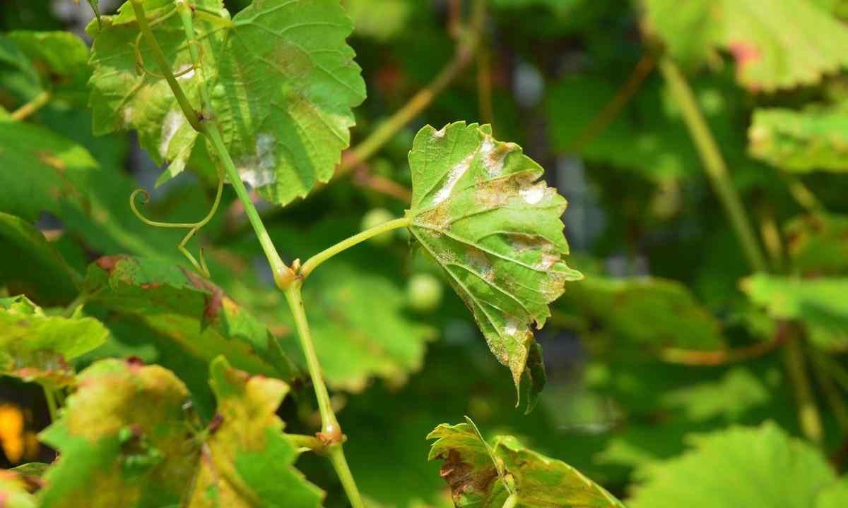 Dangerous diseases of grapes