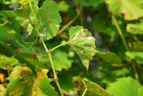 Dangerous diseases of grapes