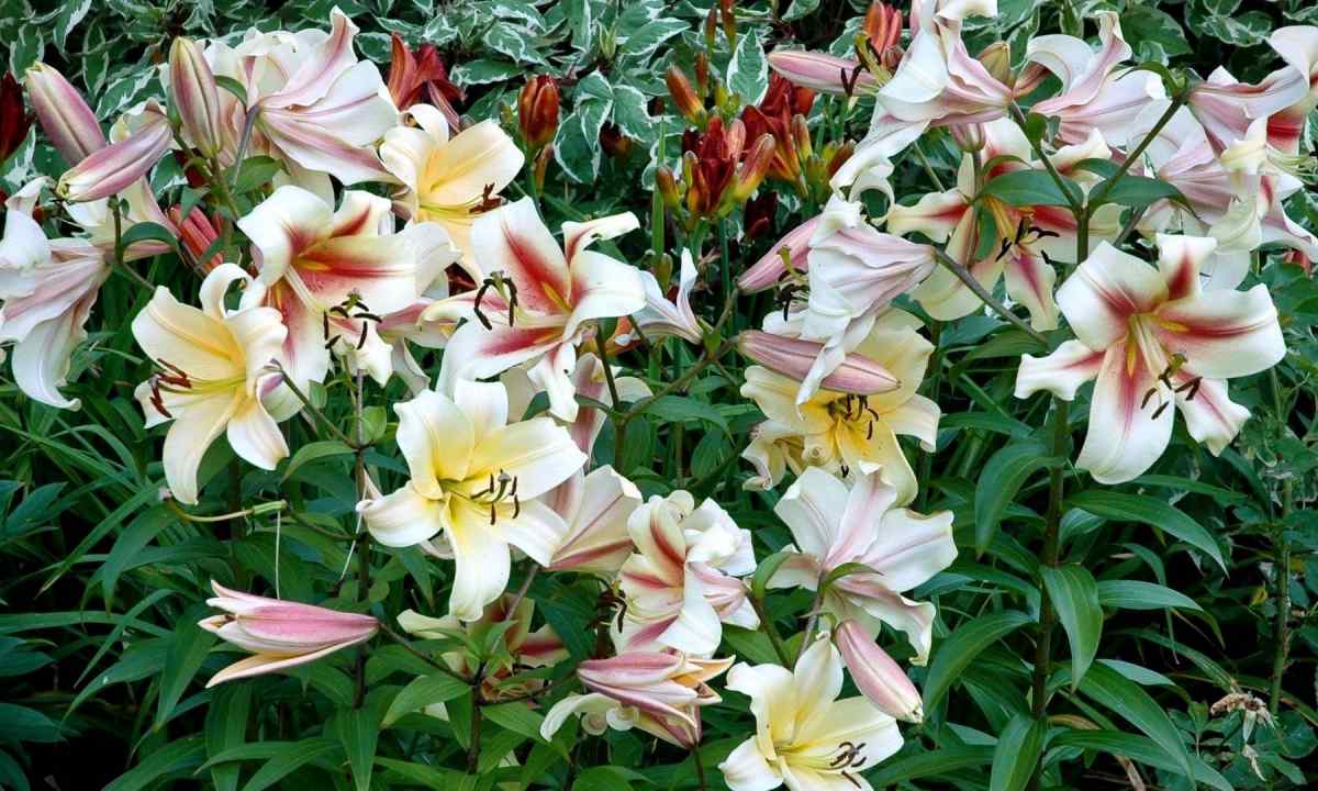How to replace lilies