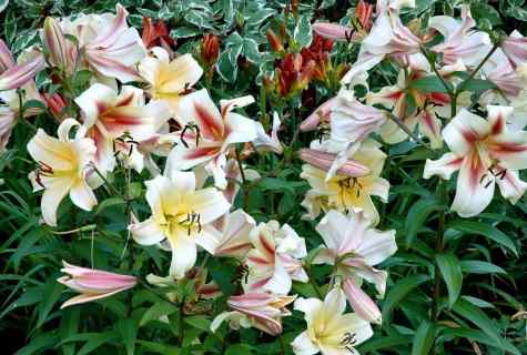 How to replace lilies