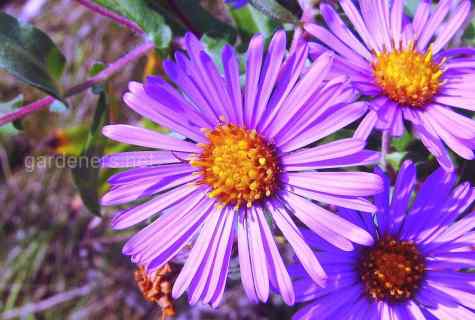 Aster: conditions of cultivation and leaving