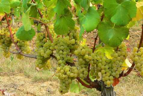 Care for grapes in the spring and in the summer: main recommendations