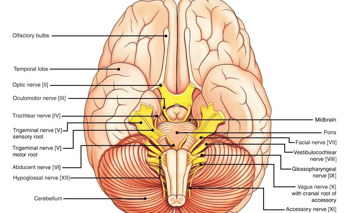 What is cranial bar