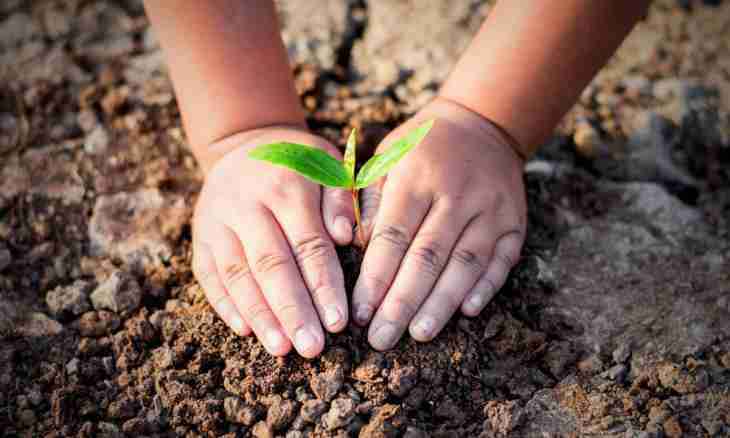 How to protect the child from garden poisonous plants